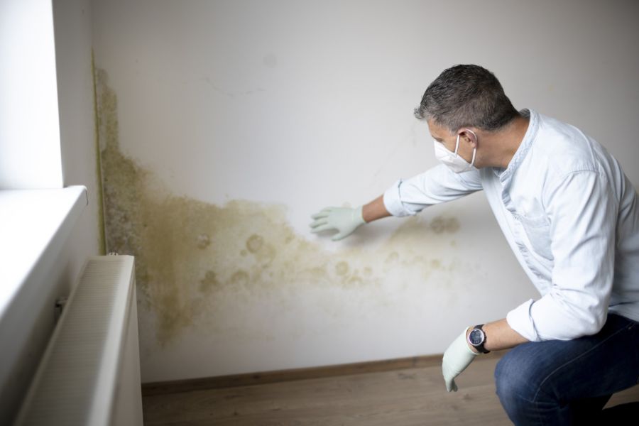 Mold Removal by Zenith Disaster Clean Up LLC